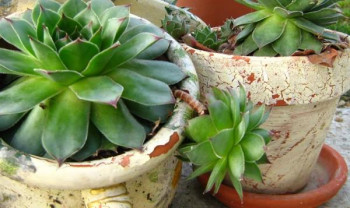 Неуништива енергија: Чај од ове биљке вам може помоћи код свих болова! 