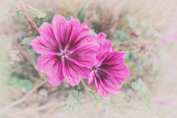 Sljez - specijalista za disajne i probavne smetnje