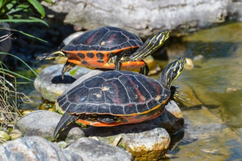 Kako prepoznati pol kornjače?