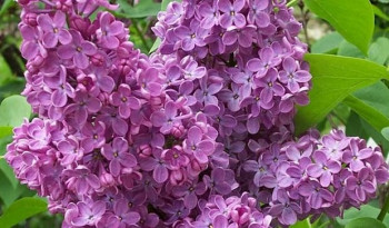 JORGOVAN: Biljka koja liječi krv, probavu, jetru, reumu, kožne bolesti, ali i psihičke tegobe