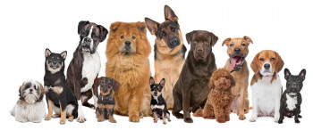 Ako ste se pitali, odgovor je stigao: Ove rase pasa su idealne za život u stanu !