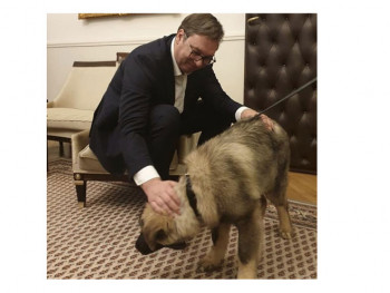 Vučić na poklon dobio šarplaninca Paka, Pašinog brata 