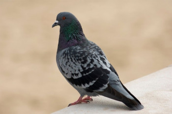 Голуб продат за више од 1,25 милиона евра