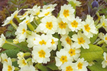 Jagorčevina - stiže s proljećem i donosi zdravlje