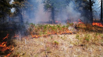 Пожар у Љубињу пријети кућама