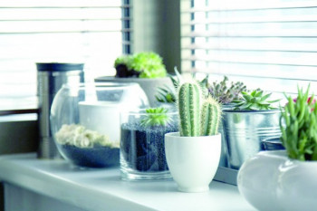 Biljke koje treba izbaciti iz kuće