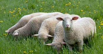 Uspomena iz BiH: Pokušao unijeti dva jagnjeta u avion na aerodromu u Sarajevu