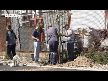 Trebinjski srednjoškolci zasadili platane (VIDEO)