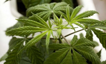 Хрватска почиње масовну производњу лијекова од канабиса