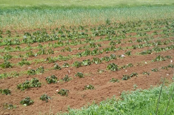 Ledena rosa uništila voće i povrće u Ljubinju