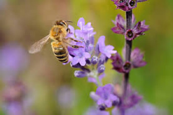 Jakšić: Srpska da podrži proizvodnju hercegovačkog meda od kadulje
