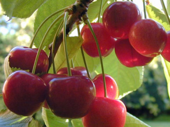 Srpske trešnje i breskve od danas idu za Rusiju