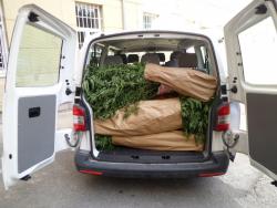 Pronađena veća količina stabljika indijske konoplje