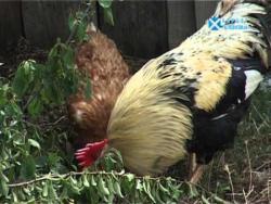 ЗЕМЉОМ ХЕРЦЕГОВОМ: Голобрђе (ВИДЕО)