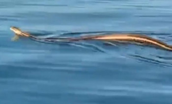 Туристи у Хрватској снимили највећу европску змију док се покушала попети на брод