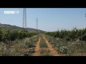 Ljetna zelena rezidba u vinogradu (VIDEO)