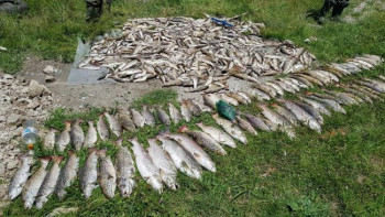 Iz Ćehotine izvađeno tonu uginule ribe - Kazniti odgovorne, poručuju ekolozi