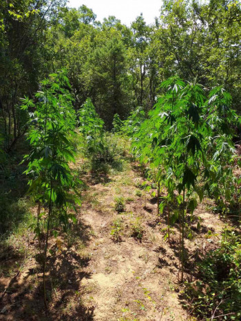 Pronađeno 60 stabljika marihuane - uhapšeni stric i bratić