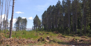 Требаће деценије да се обнови шума на Kошути