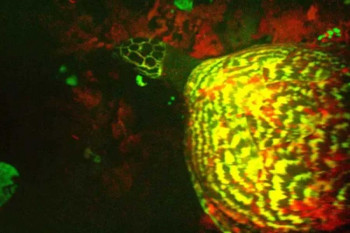 Otkrivene kornjače koje svijetle u mraku