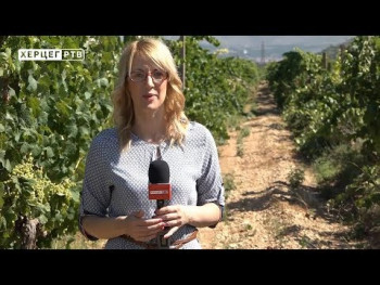 Zbog vremenskih prilika hercegovački vinogradari ove godine očekuju manje prinose (VIDEO)