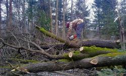 Izvještaj protiv dva Trebinjca zbog šumske krađe