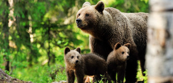Огласило се Министарство након напада медвједа у Невесињу