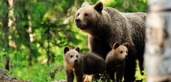 Oglasilo se Ministarstvo nakon napada medvjeda u Nevesinju