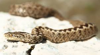 HERCEGOVAČKA OTROVNICA UJELA MIGRANTA IZ MAROKA