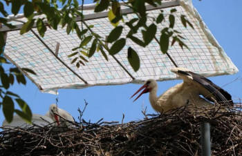 Klepetan se pozdravio s Malenom i otišao da ugine: Kraj jedne od najljepših ljubavnih priča
