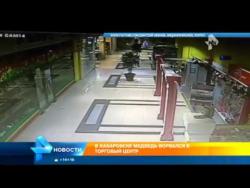 Medvjed provalio u tržni centar na istoku Rusije (VIDEO)