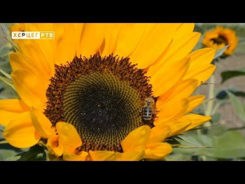 Priprema pčela za zimu (VIDEO)
