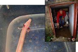 Требињац у поплављеном подруму пронашао човјечију рибицу