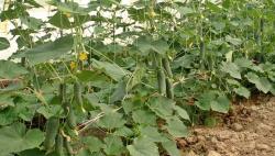 Узгој корнишона за њемачког купца: Пробна година успјешна