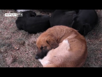 Besplatna sterilizacija pasa na području Trebinja (VIDEO)