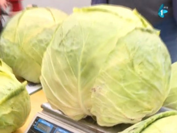 Uzgojio glavicu kupusa tešku više od 10 kilograma