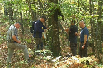 Hrast iz Srpske spas za mađarske šume