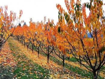 Voćnjake treba pripremiti za zimu