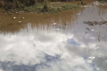 Помор рибе у Неретви због излијевања отпадних вода с депоније Уборак