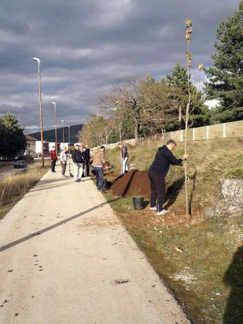 Mladi zasadili platane duž šetališta prema Bilećkom jezeru