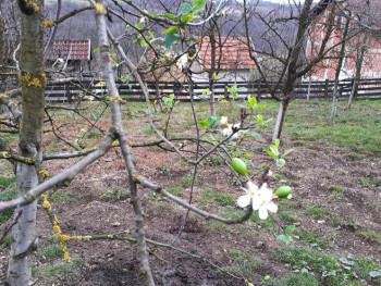 Procvjetala i ponovo rodila šljiva u novembru
