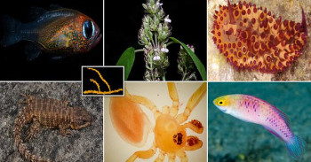 U 2019. otkrivena 71 nova vrsta biljaka i životinja