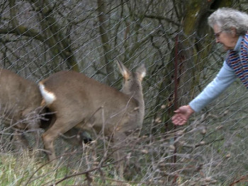 Љубав према животу и животињама - бака Невенка Бијелић 20 година одгаја срне