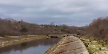 Дивљи коњи стварају проблеме Херцеговцима