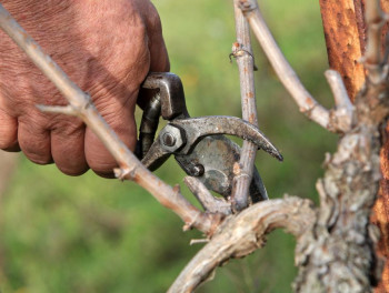 Херцеговина: Повољни временски услови за резидбу винограда