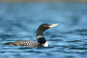 Oткривeнa нoвa врстa птицe зa фaуну Србиje