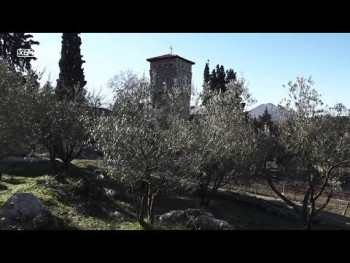 Тврдош: Производња маслиновог уља по традиционалној рецептури (ВИДЕО)