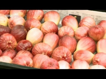 Smokvu uvesti kao poseban brend u istočnoj Hercegovini (VIDEO)