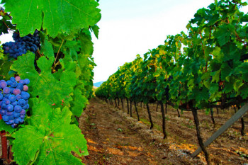 Razvoj vinogradarstva značajan za Srpsku