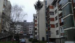 Fočanske palme- to niđe na svijetu nema